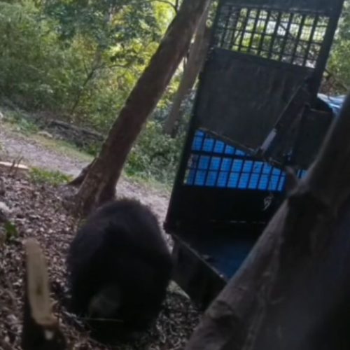 Bear Captured in Tirunelveli
