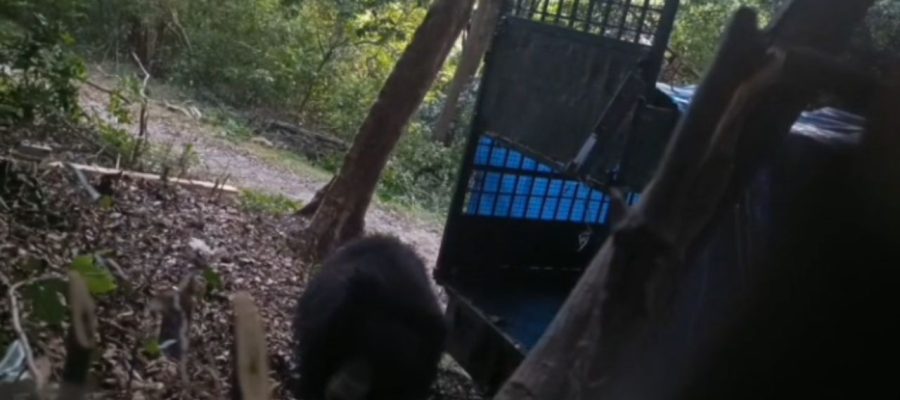 Bear Captured in Tirunelveli