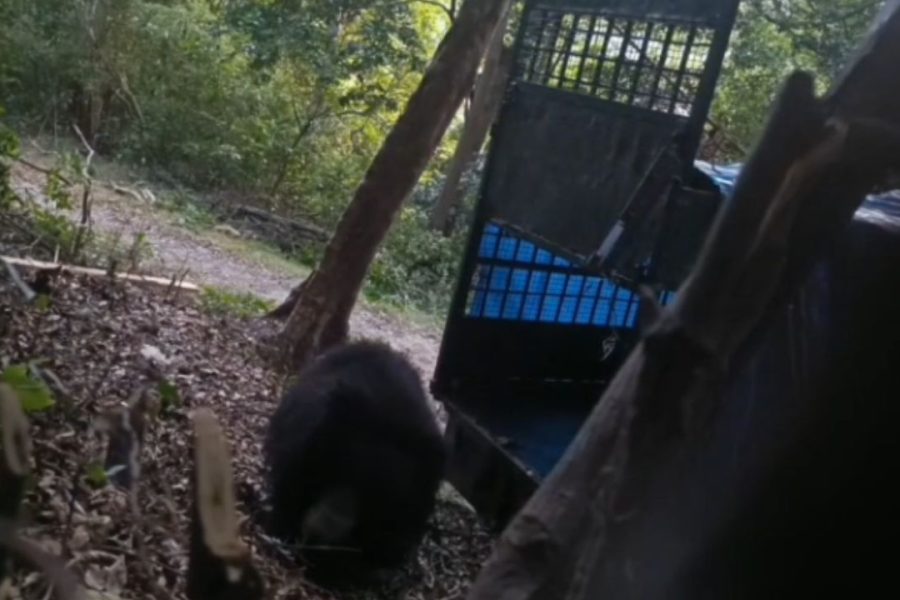 Bear Captured in Tirunelveli