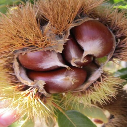 கஷ்கொட்டை உலர் பழம்