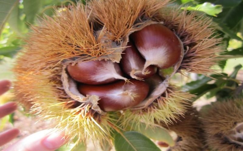 Benefits of eating dry fruits for sugar patients