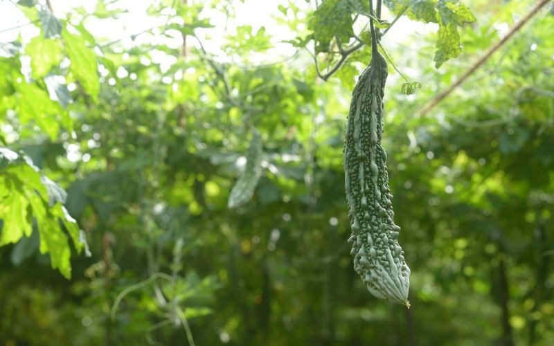 What does it mean Bitter Gourd to be in Tamil