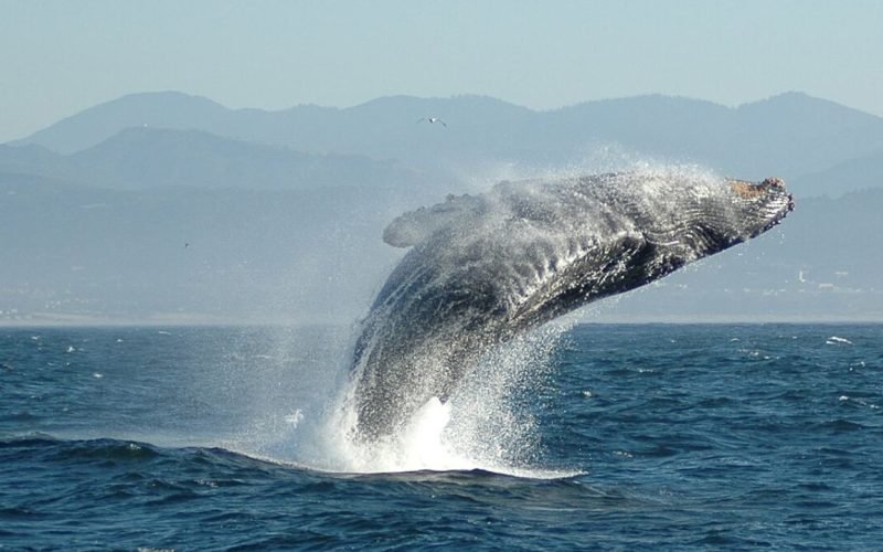 The 5 largest animals in the world