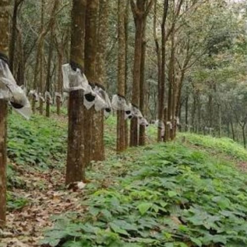 Kanyakumari Rubber Tapping Crisis