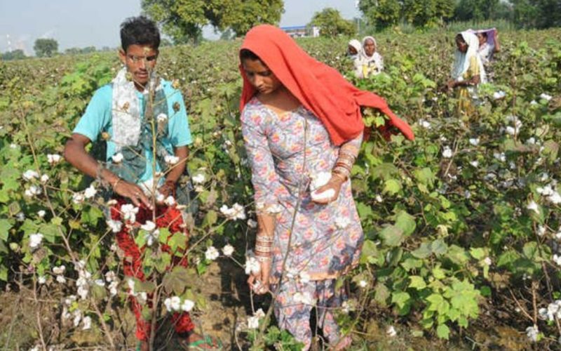 Cotton Hits Record High