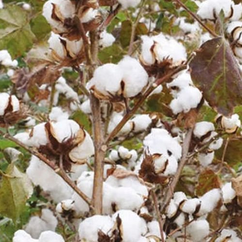Cotton Price Hike