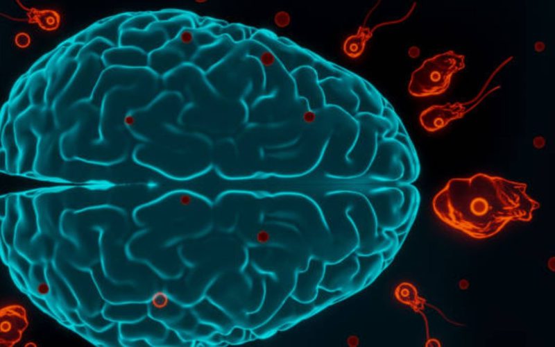 brain-eating amoeba