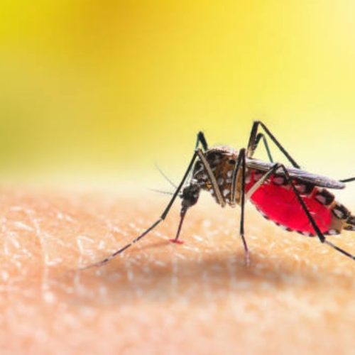 வியட்நாம் நாட்டில் டெங்கு பரவல்