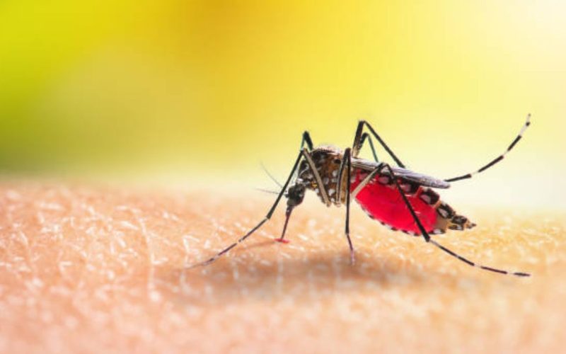 Dengue fever