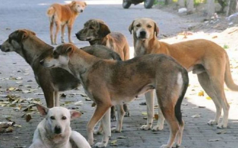 Dogs Lick Leads to Sepsis