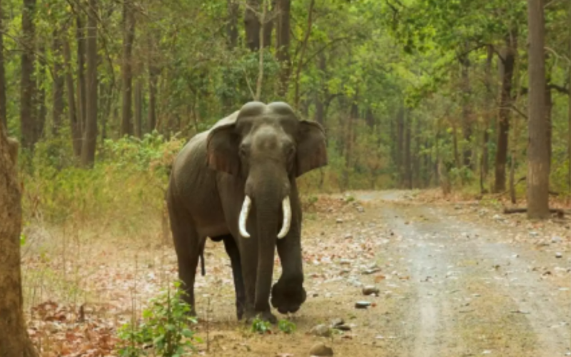 wild elephants enter the village in valparai