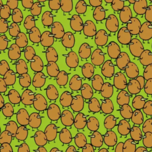 பறவை கூட்டத்திற்கு மத்தியில் ஒளிந்திருக்கும் 4 கிவி பழங்கள்