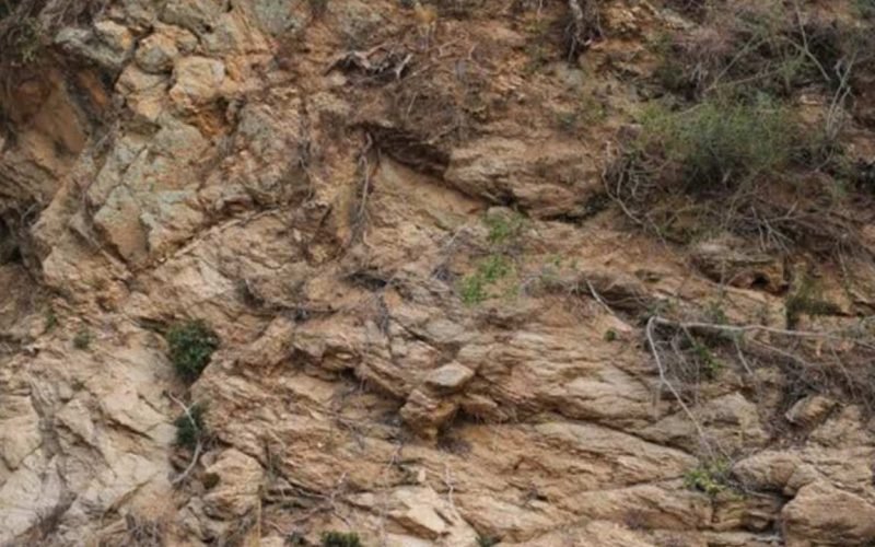Find the Optical Illusion Hidden Deer