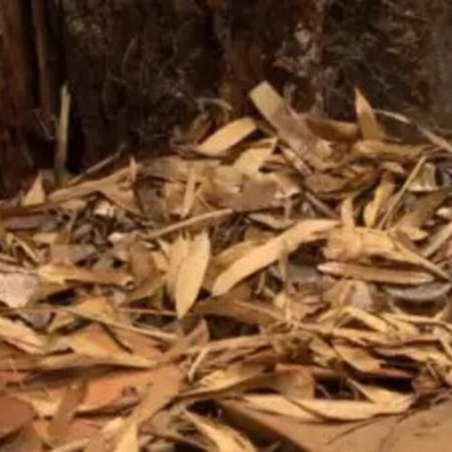 சருகுகளுக்கு மத்தியில் ஒளிந்திருக்கும் நாகம்