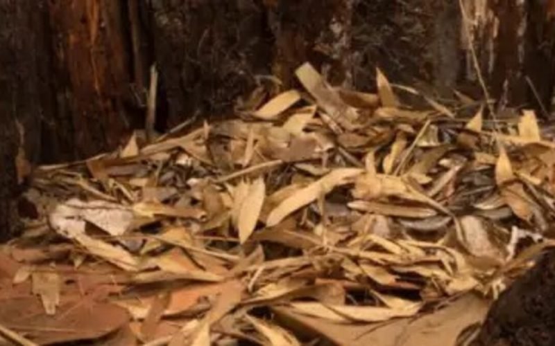 Find the snake hidden among the leaves
