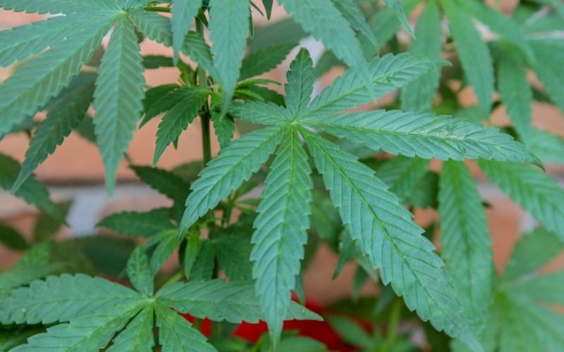 Goa police seize Rs 11 67 crore worth of hydroponic
