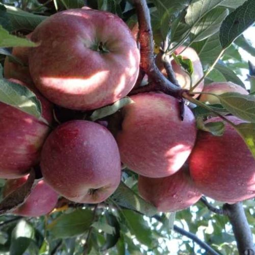 இமாச்சலப் பிரதேச ஆப்பிள்கள்
