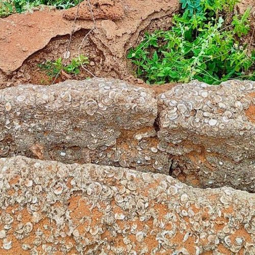 தூத்துக்குடியில் ஹோலோசீன் கால புதைபடிவப் படுகை கண்டுபிடிப்பு