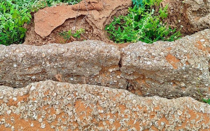Holocene Fossil Bed Discovered