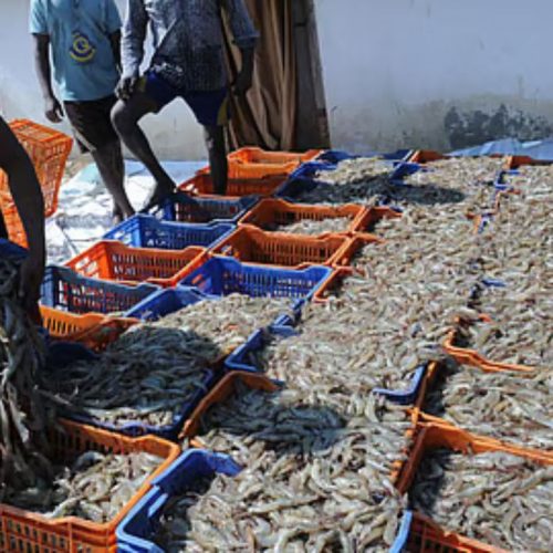 Seafood exports