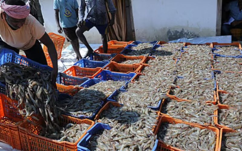 Seafood exports