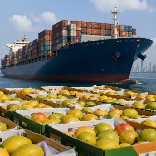Sea Route for Indian Mangoes