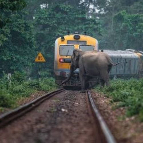 AI to Save Elephants