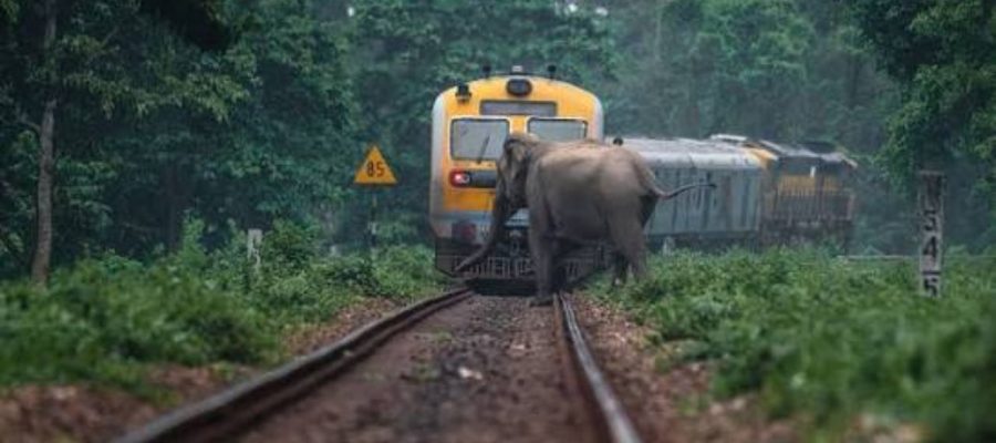 AI to Save Elephants