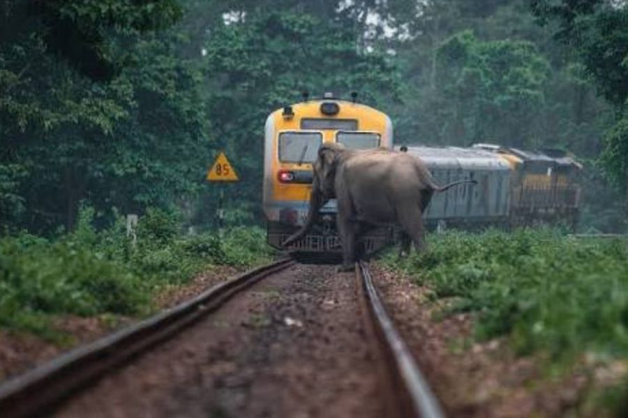 AI to Save Elephants