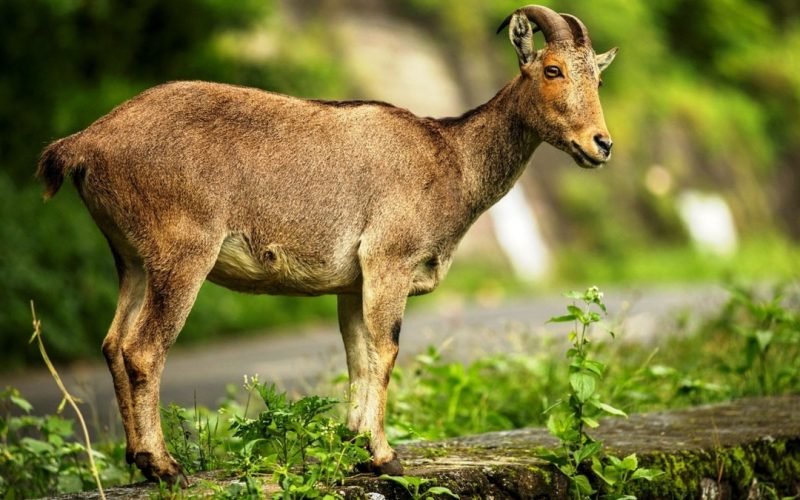Indian states and there iconic animals