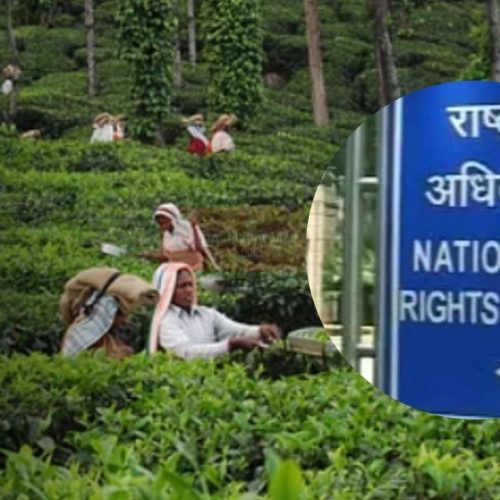 மாஞ்சோலை