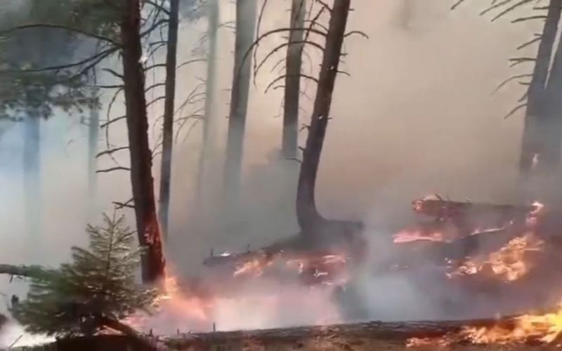 Forest Fires in Rajouri