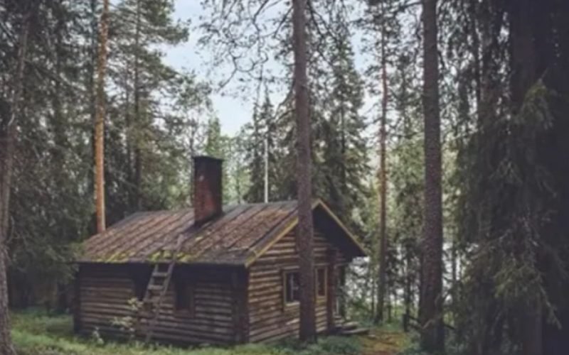 Optical Illusion Find the bear hiding in the bush