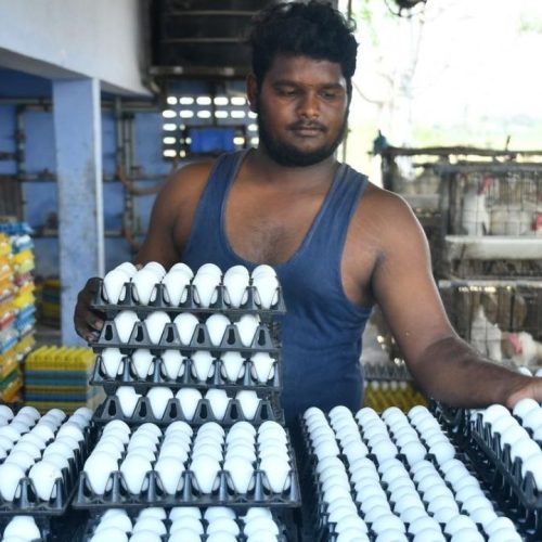 Egg Price Hike