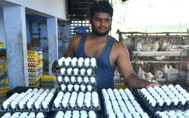 Egg Price Hike