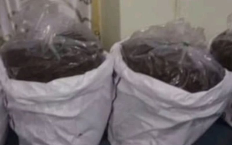 Minor Girls Used in Cannabis Trade