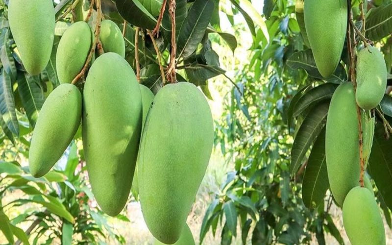 Noorjahan Giant Mango
