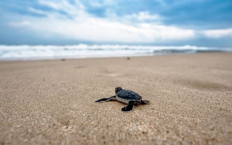 Olive Ridley turtle Death