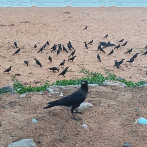 ஆப்டிக்கல் இல்லுசன் புதிர்