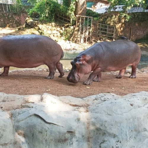 ஆப்டிக்கல் இல்லுசன் புதிர்