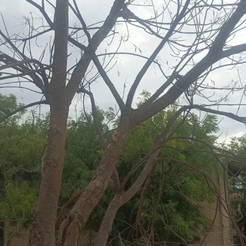 ஆப்டிக்கல் இல்லுசன் புதிர்