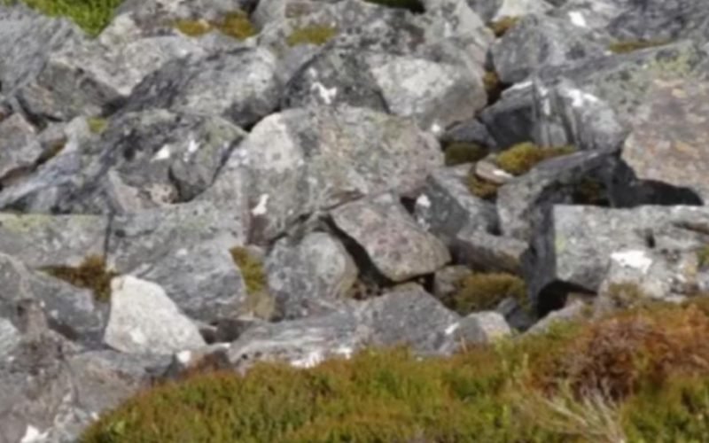 Optical Illusion Find the bird cleverly hiding in the rock formation.