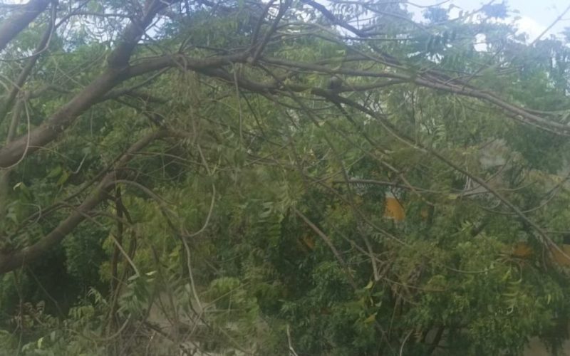 Optical Illusion Find the bird resting in the tree