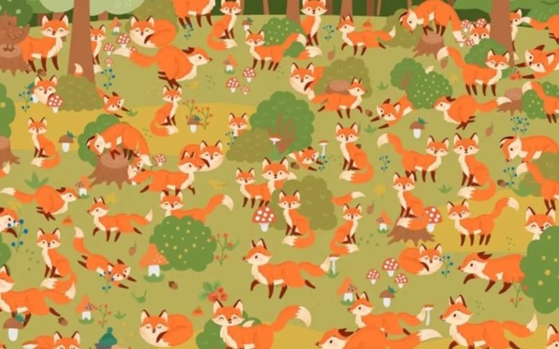 Optical Illusion Find the blue-eyed jackal