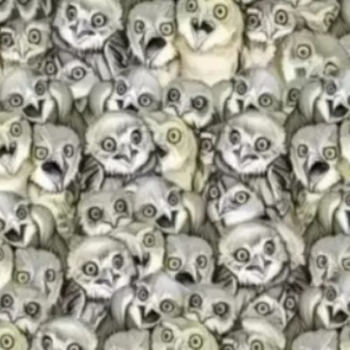 ஆப்டிக்கல் இல்லுசன் புதிர்