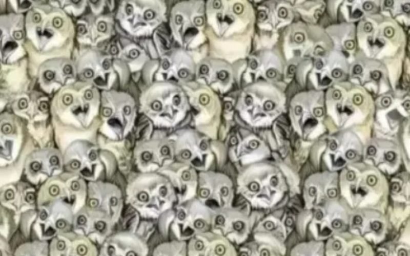 Optical Illusion Find the cat hidden within the flock of owls