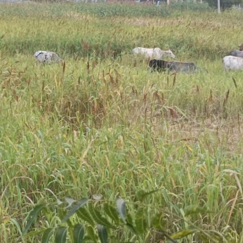 ஆப்டிக்கல் இல்லுசன் புதிர்