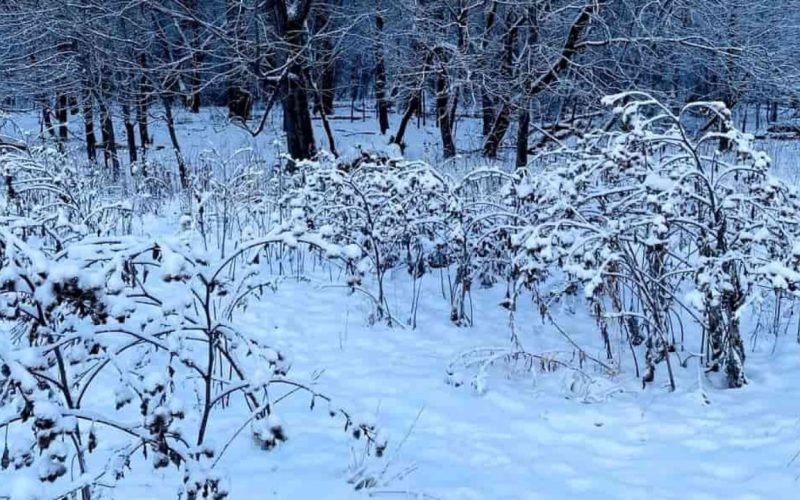 Optical Illusion Find the dog hiding in the snowy forest