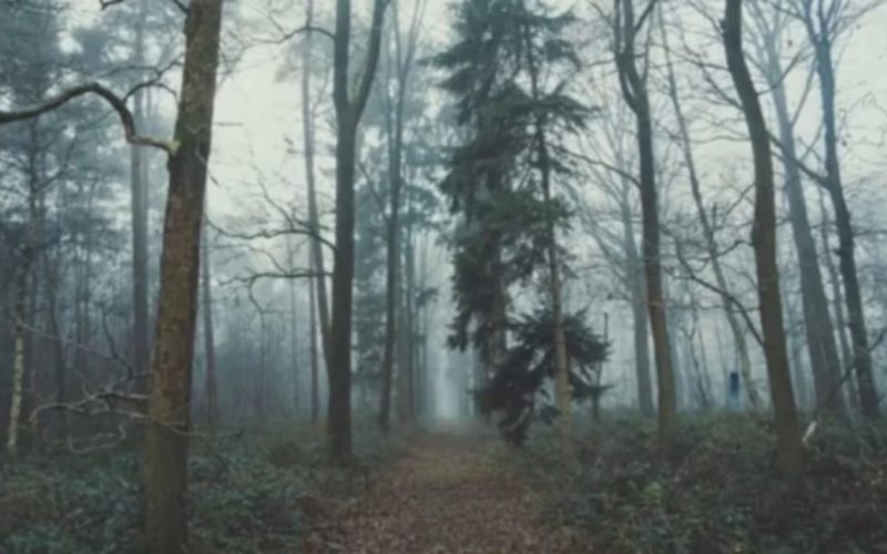 Optical Illusion Find the fox lurking in the dense forest