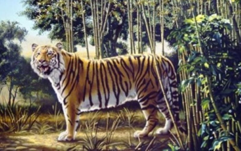 Optical Illusion Find the hidden tiger in the picture